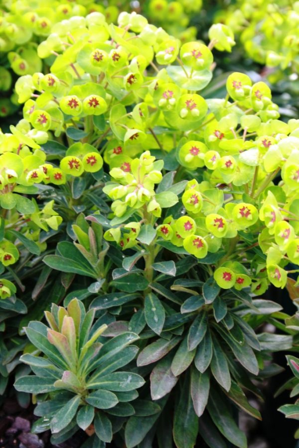 Euphorbia Mediterranean Spurge