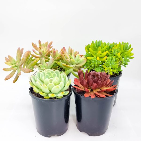 Succulents Gift Pack