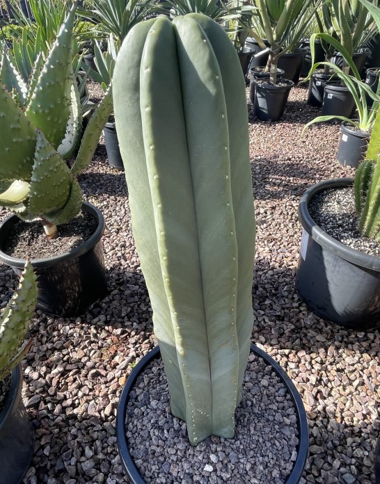 Super Pedro Cactus
